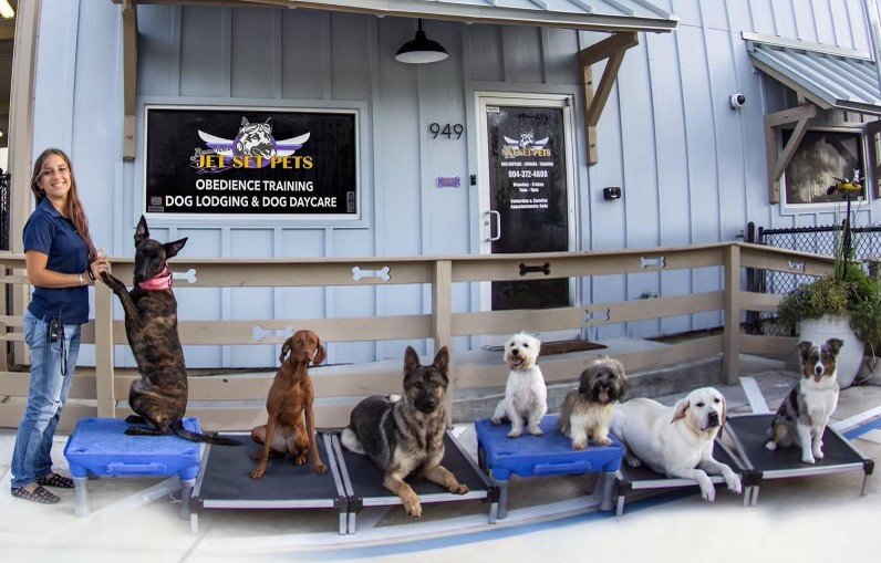 What Is Dog Board Training